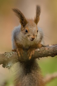 Ecureuil roux