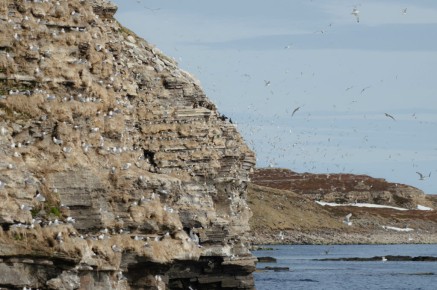 Colonie de Mouettes tridactyles à Ekkerøy
