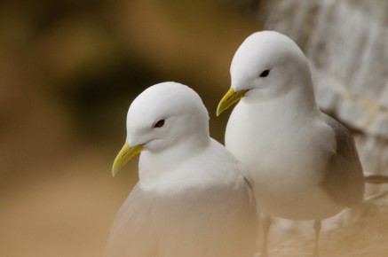 Mouettes tridactyles à Ekkerøy