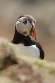 Macareux moine à Hornøya