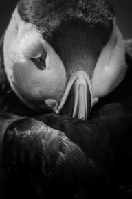 Macareux moine à Hornøya