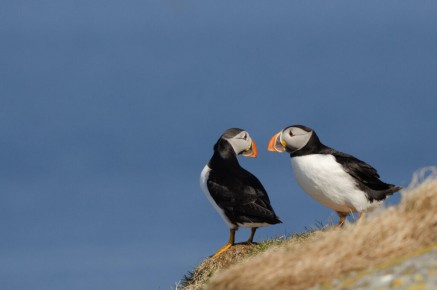 Macareux moines à Hornøya