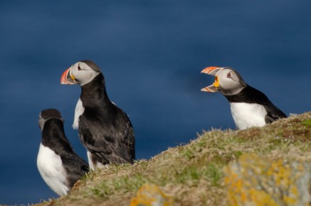 Macareux moines à Hornøya