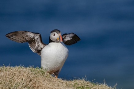 Macareux moine à Hornøya