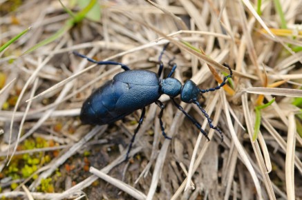 Meloe violaceus