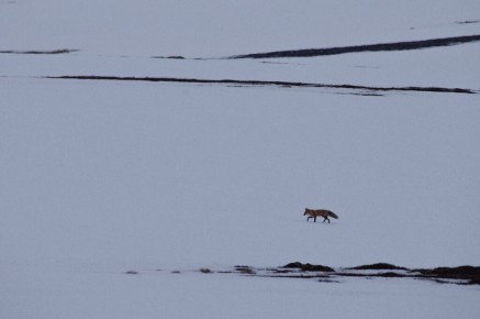 Renard seul dans la Toundra