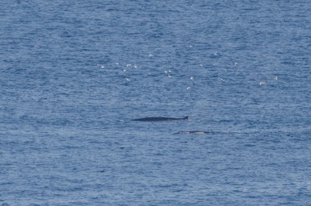 Rorqual commun à Hornøya