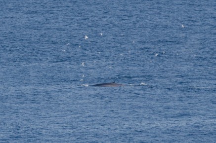 Rorqual commun à Hornøya