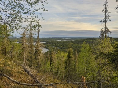 Sur la piste du Robin à flancs roux à Ruka