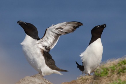 Pingouins tordas à Hornøya