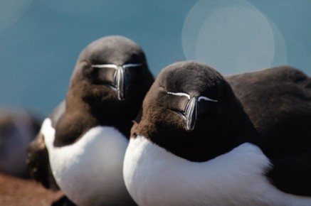 Pingouins tordas à Hornøya