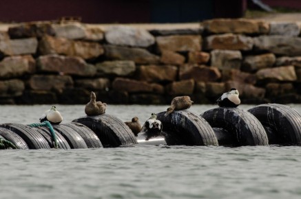 Eiders à duvet à Vadsø