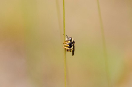 Anthidiellum sp.