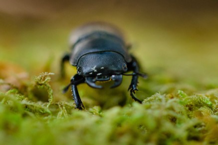 Dorcus parallelipipedus