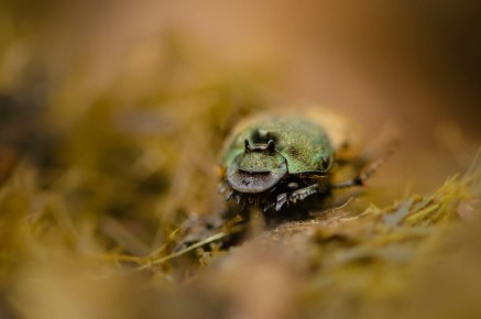 Onthophagus vacca