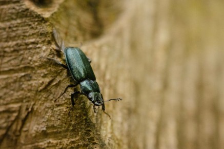 Platycerus caraboides
