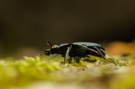 Platycerus caraboides
