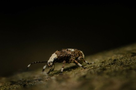 Platystomos albinus